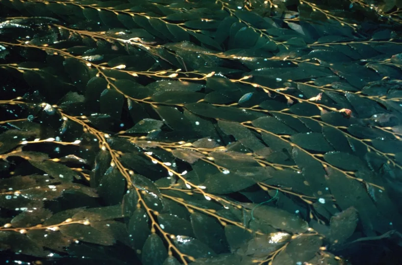 Alga marină brună - Fucus vesiculosus