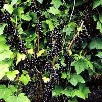 Coacăza neagră în lupta cu arteroscleroza