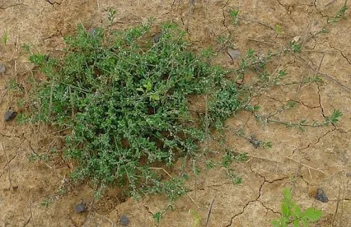 Troscotul ne ajută la afecţiunile căilor respiratorii