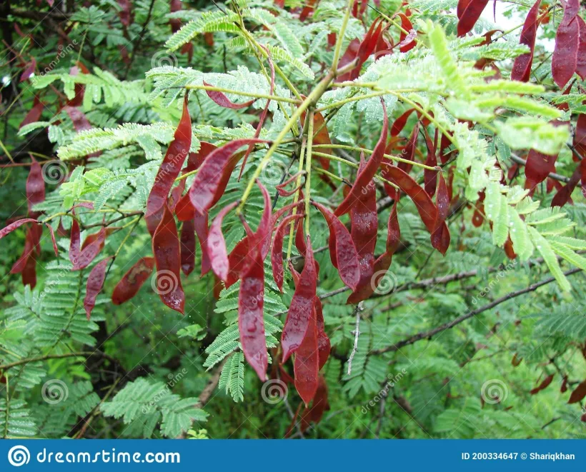 Acacia, un remediu pentru gingii