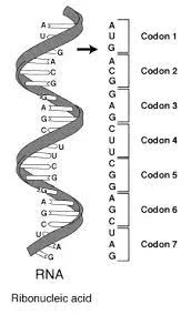 Secvenţe rare de cod genetic
