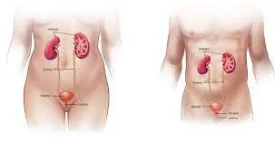 Infecţii ale tractului urinar datorită diabetului