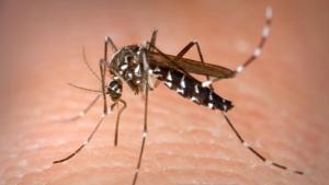 Un bărbat de 77 de ani, primul caz de infecție cu West Nile din Galați. Recomandările DSP