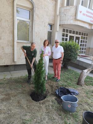 Arbore ornamental plantat de Direcția Silvică la Centrul de Transfuzie Galați