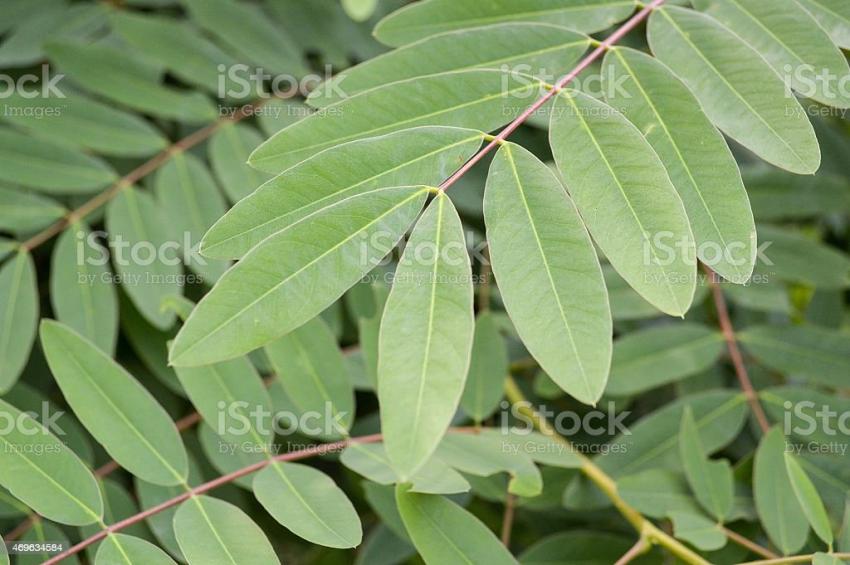 Ceaiul de senna